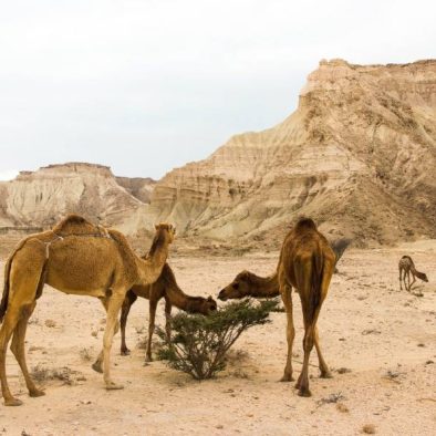 Qeshm Hormuz short tour